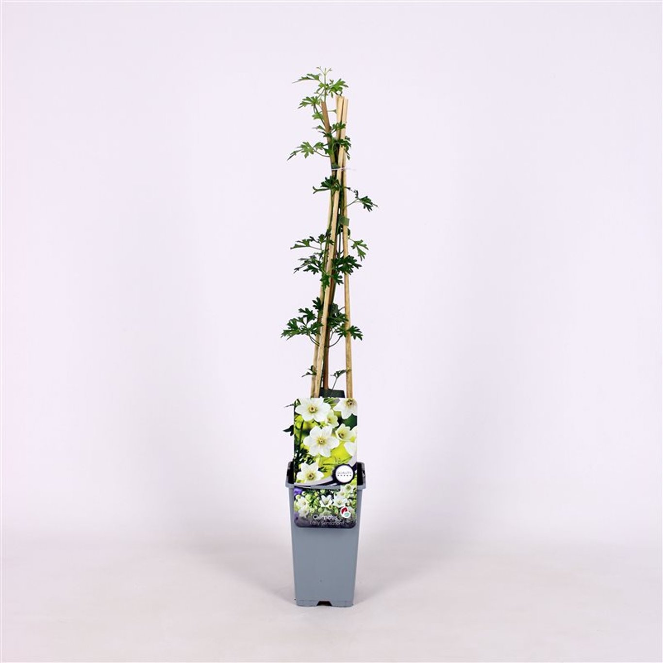 Klematis – Clematis 'Early Sensation' - C2 70/+ CM